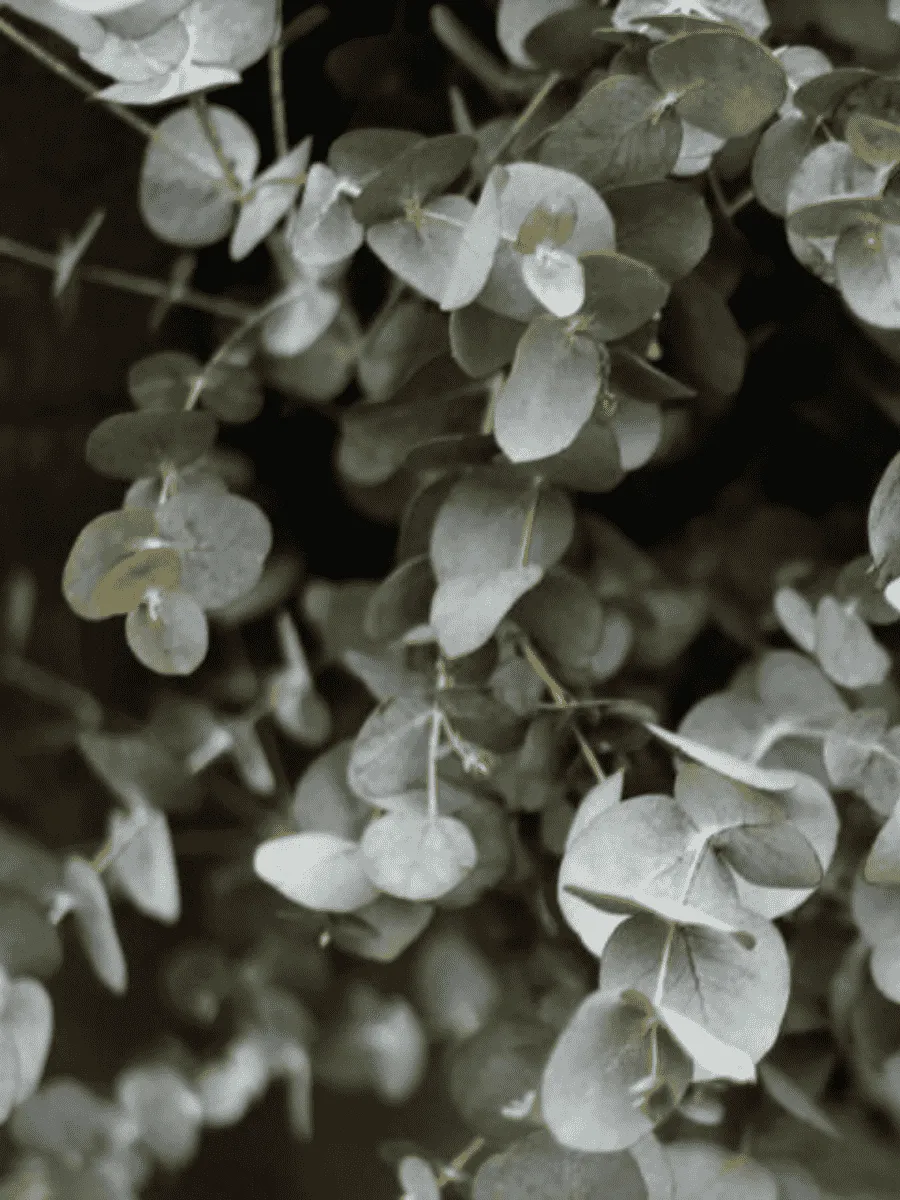 Эвкалипт Ганна