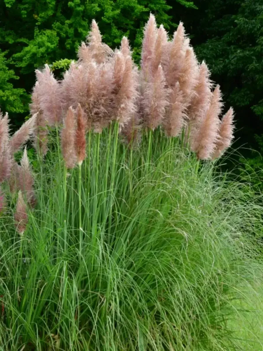 Кортадерия