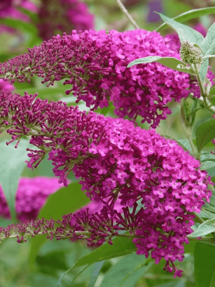 Буддлея давида  Summer Beauty