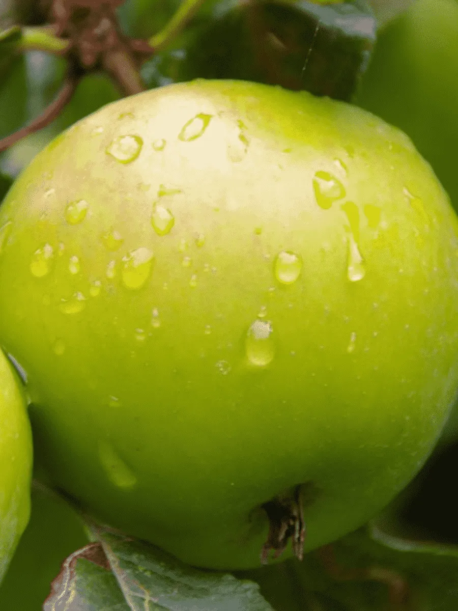 Яблоня Мартовское