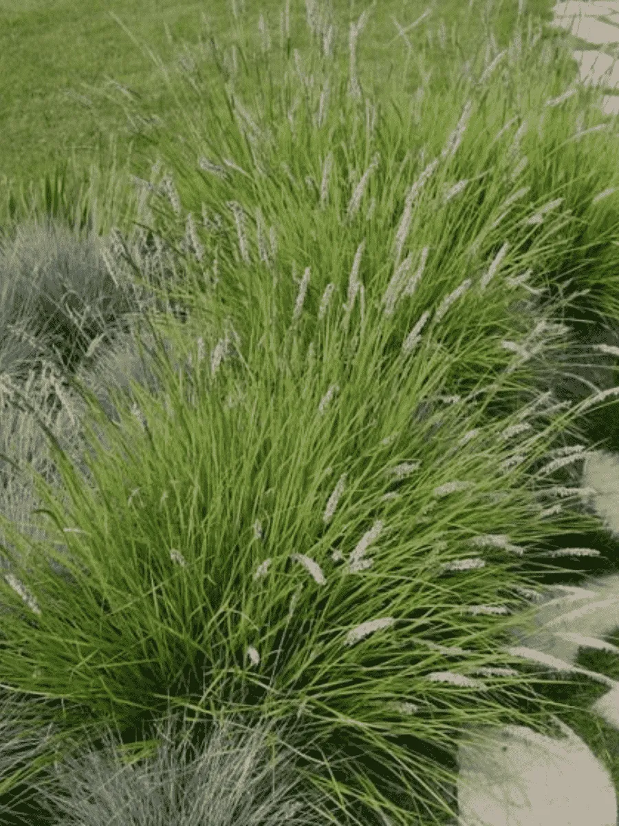 Сеслерия осенняя