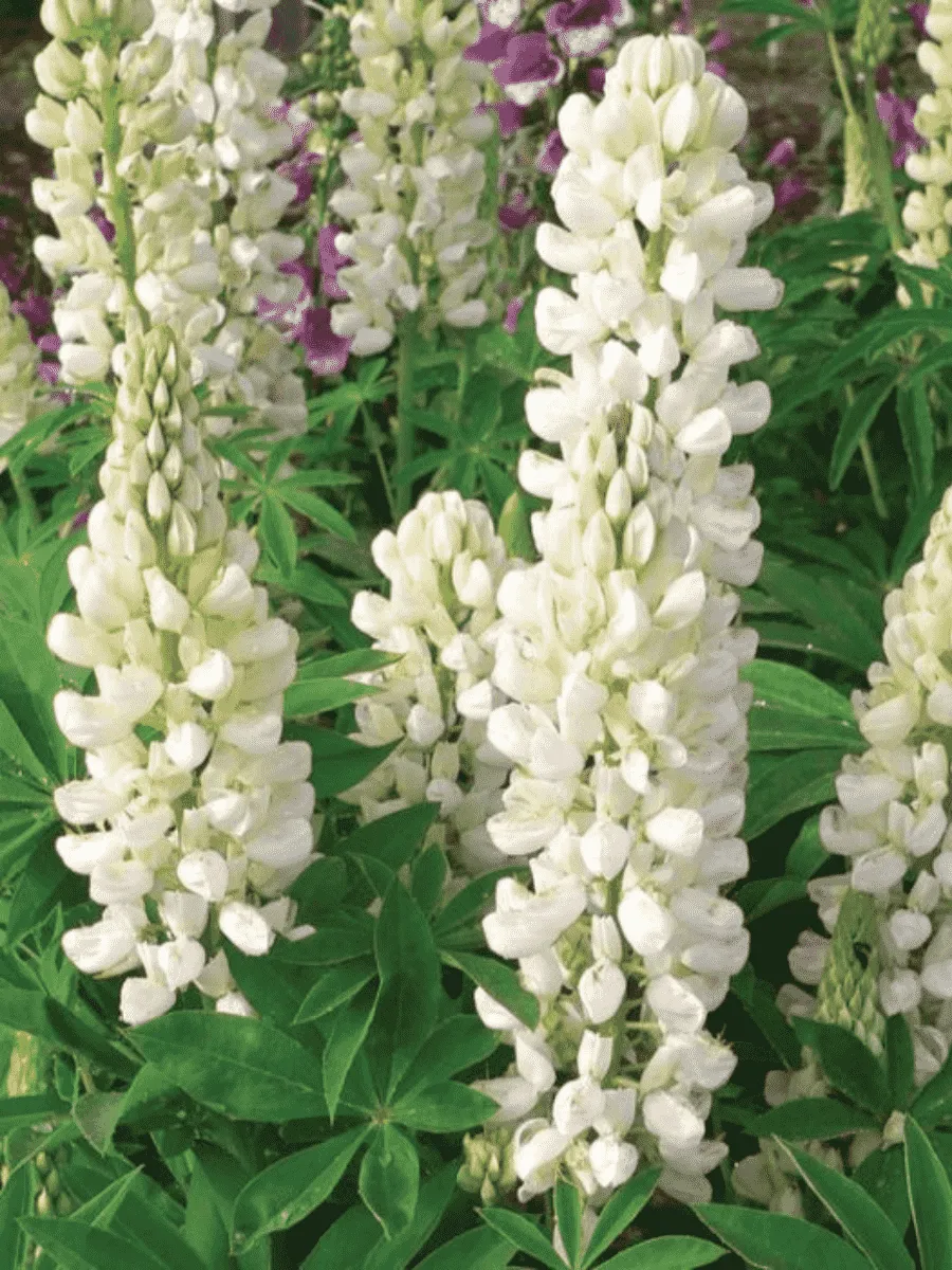 Люпин многолистный Legendary White Shades