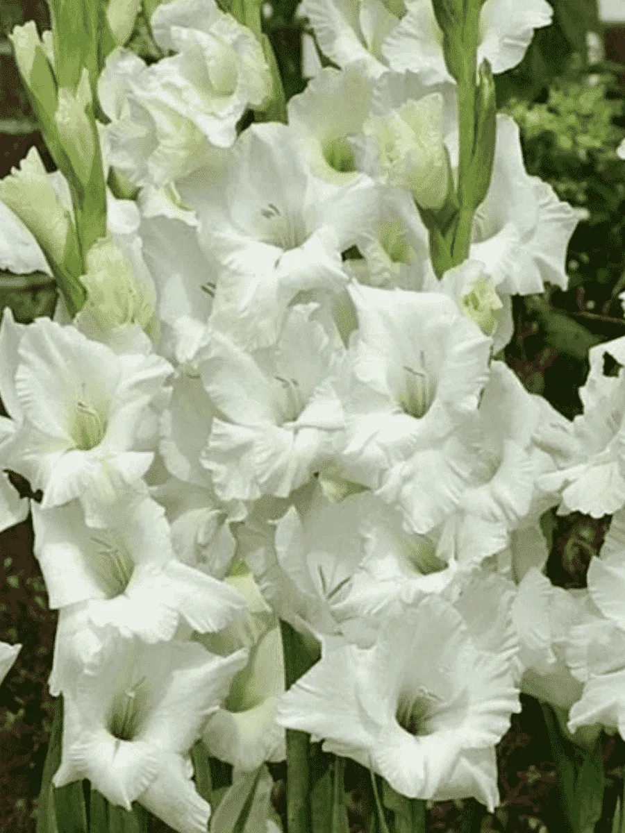 Гладиолус Sancerre