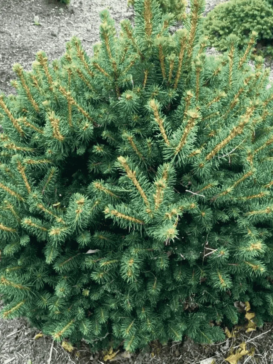 Ель обыкновенная Petra