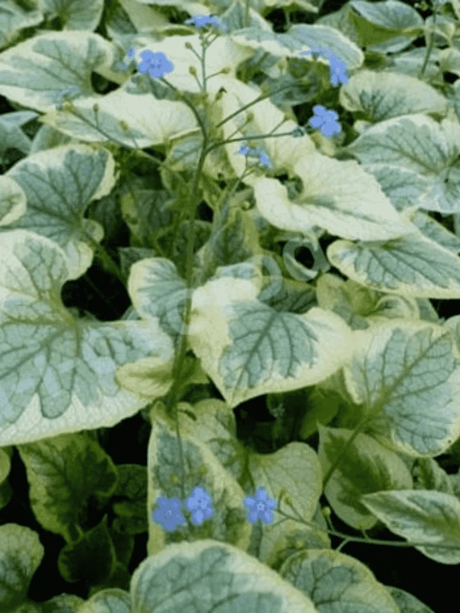 Бруннера крупнолистная Kings Ransom