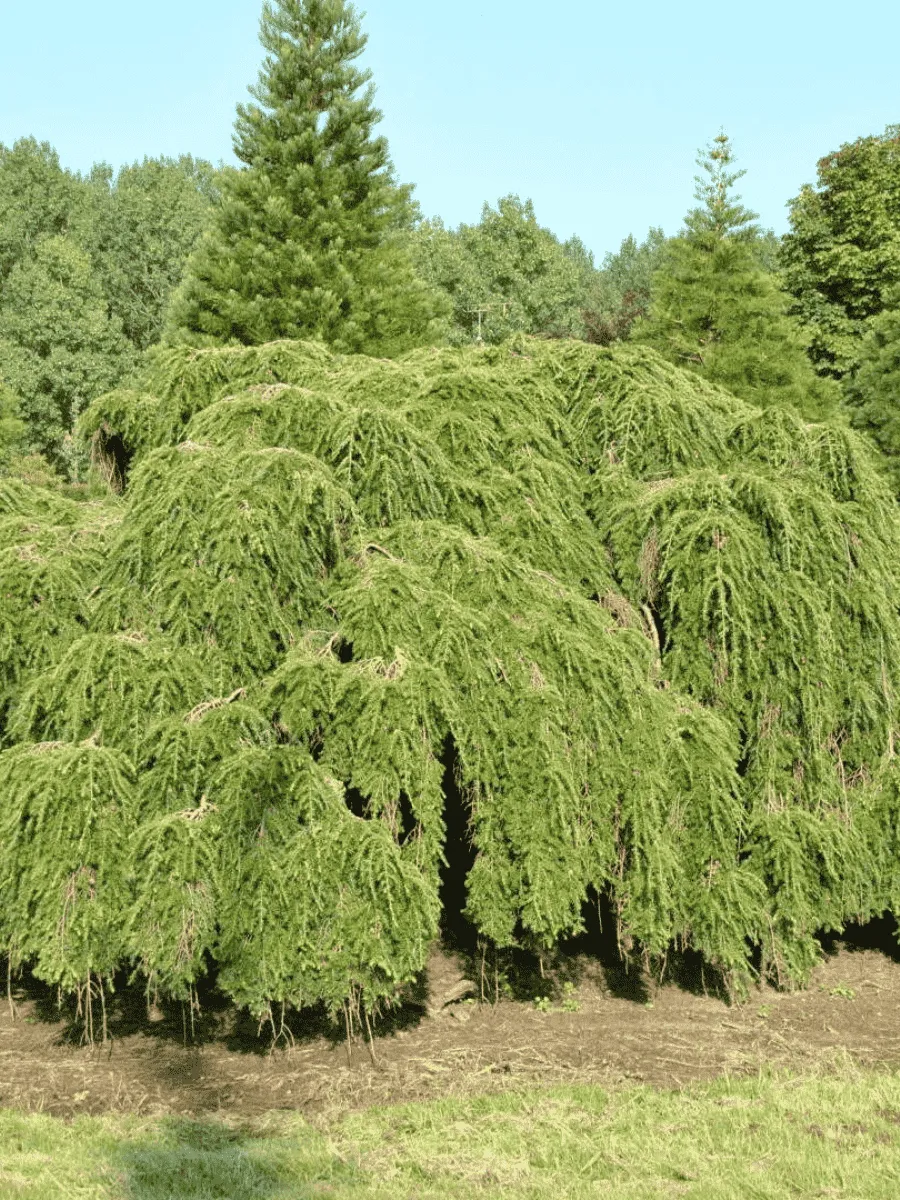 Тсуга западная