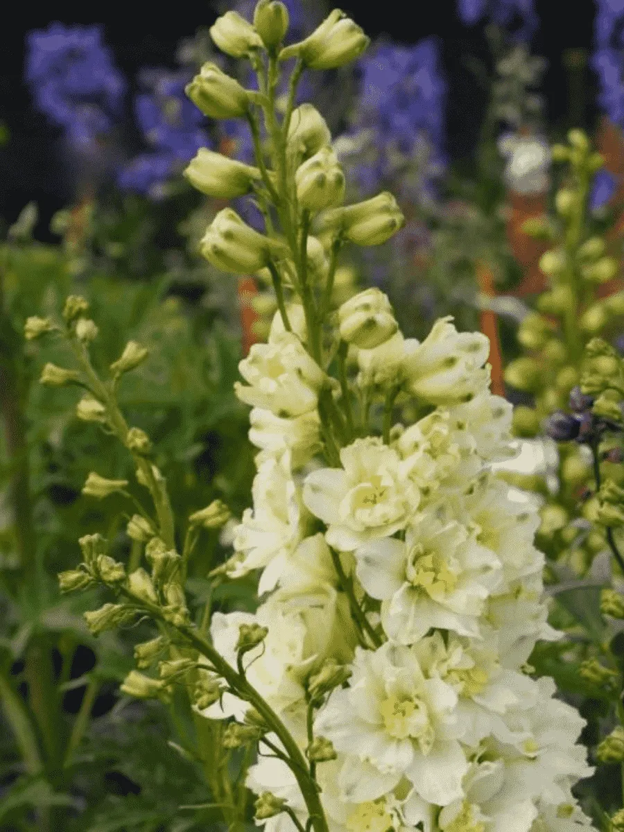 Дельфиниум  культурный Sherbet Lemon