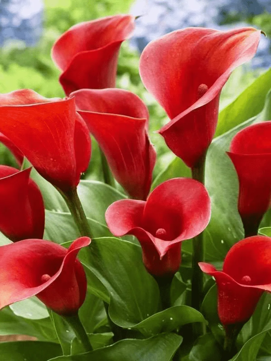 Калла Royal Valentine