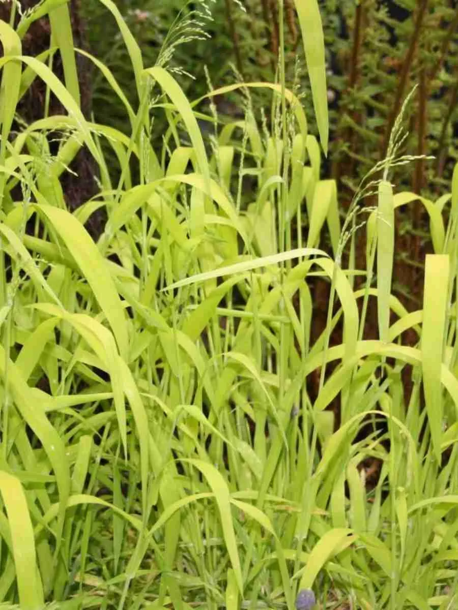 Бор развесистый Aureum