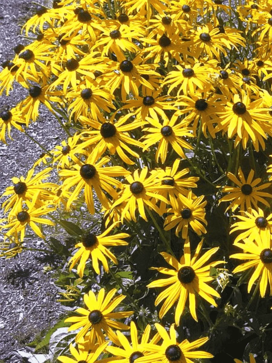 Рудбекия блестящая Goldsturm