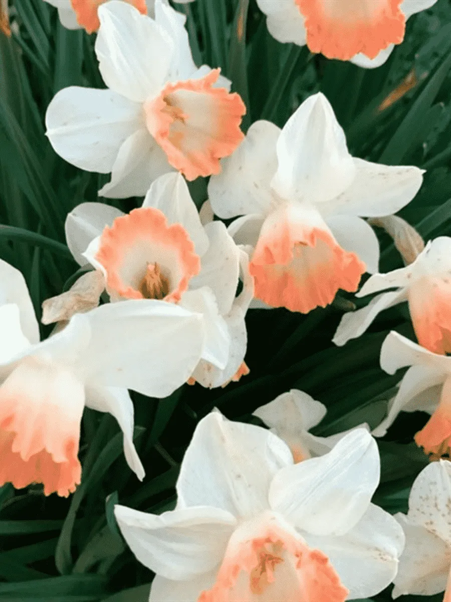 Нарцисс Salome