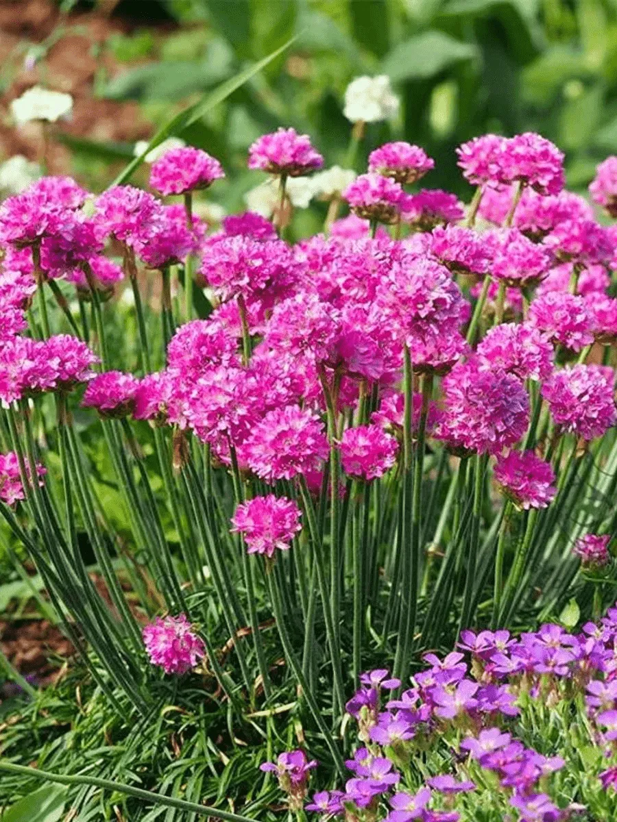 Армерия приморская Morning Star Deep Rose