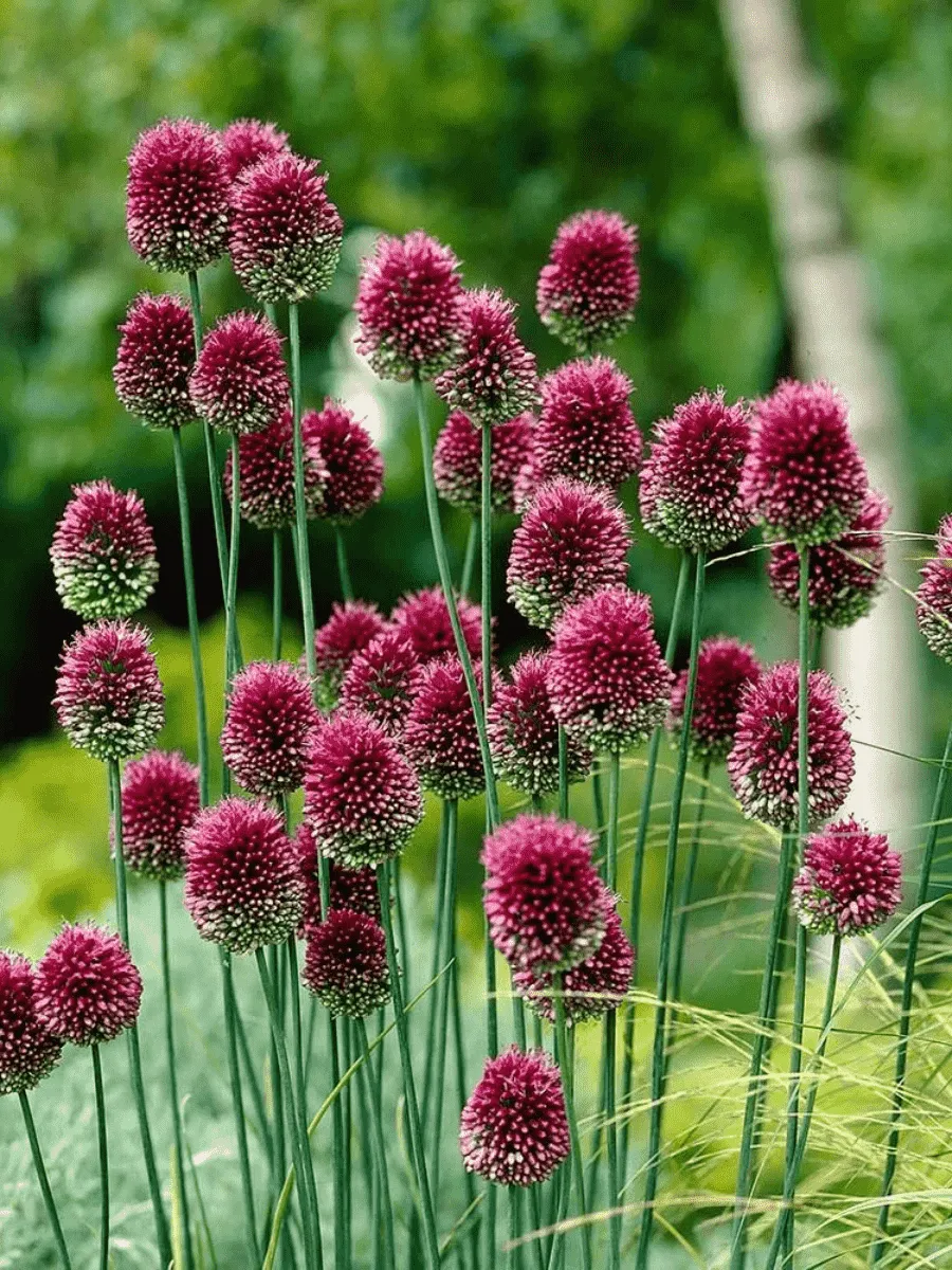 Лук декоративный шароголовый