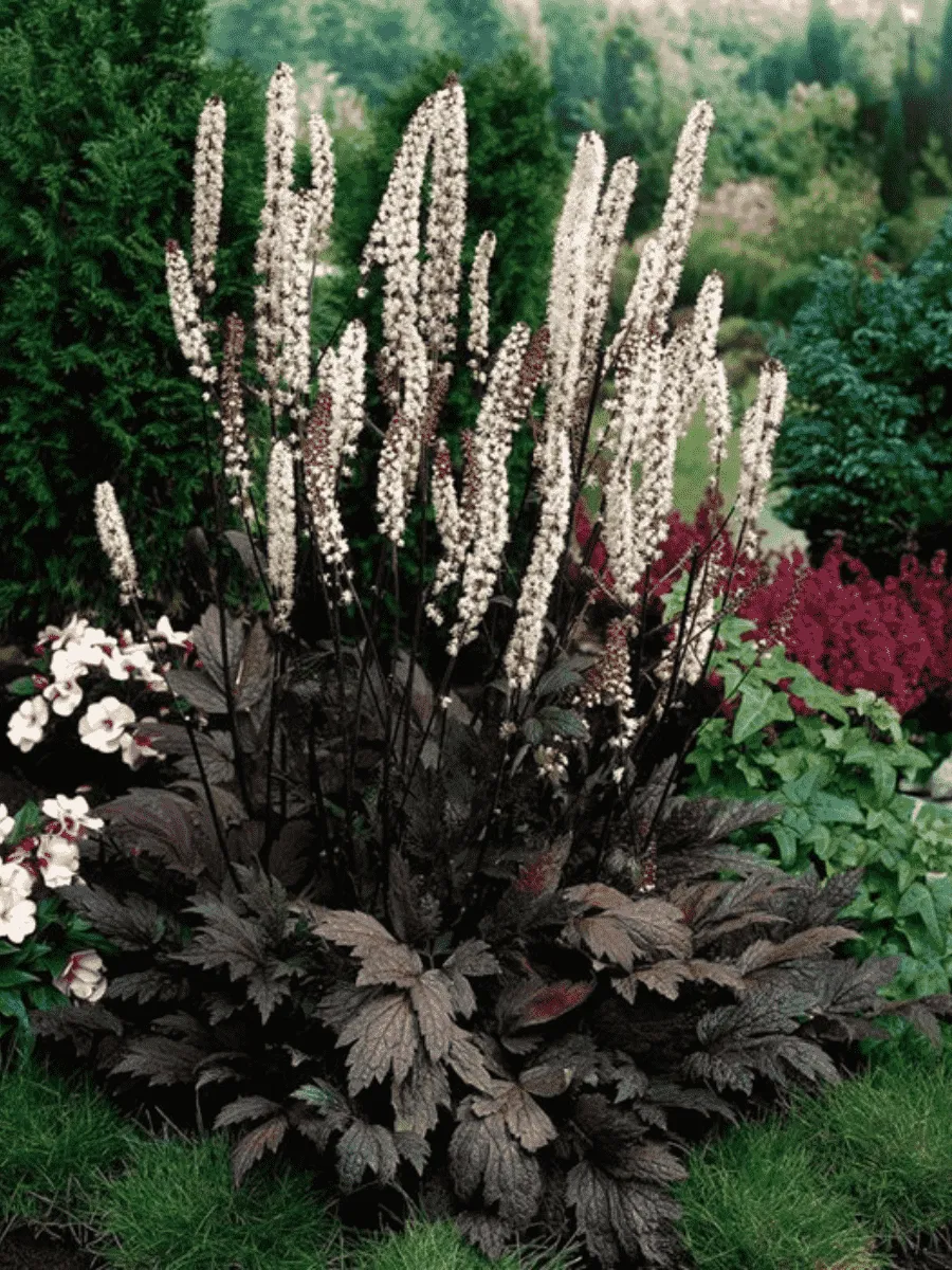 Клопогон ветвистый Atropurpurea