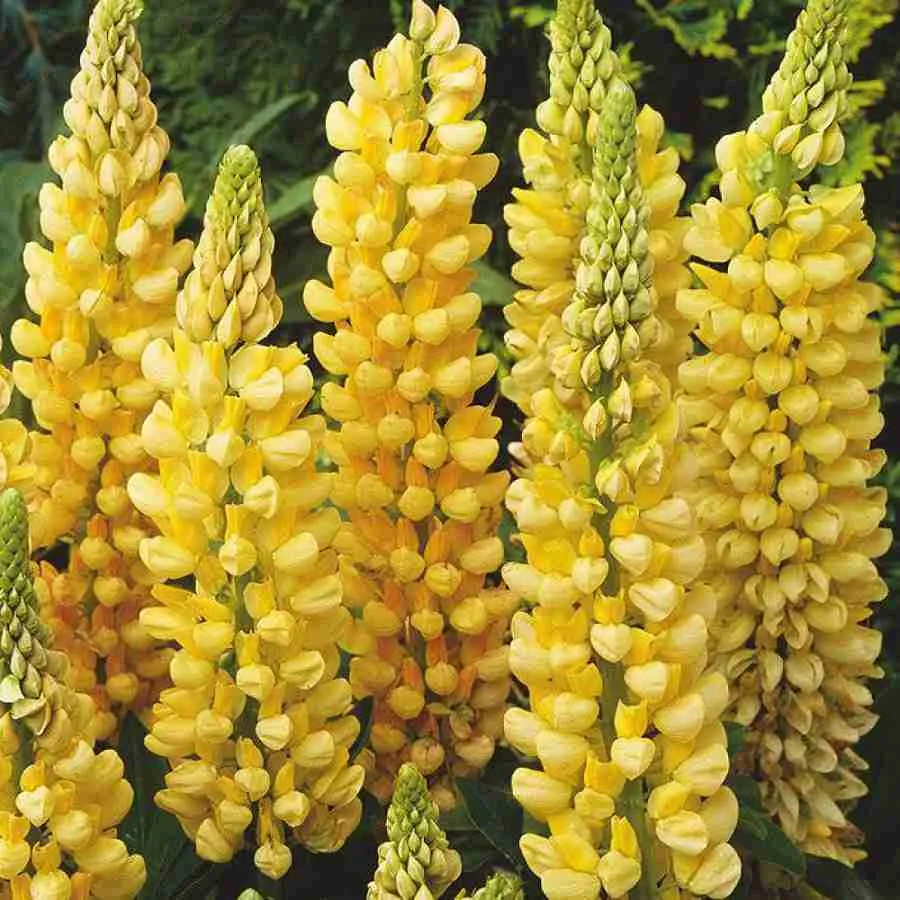 Люпин многолистный Chandelier