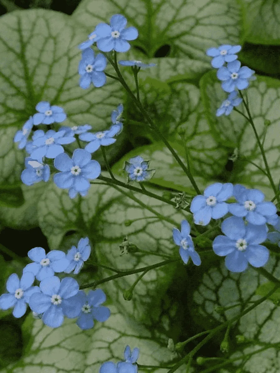 Бруннера крупнолистная Jack Frost