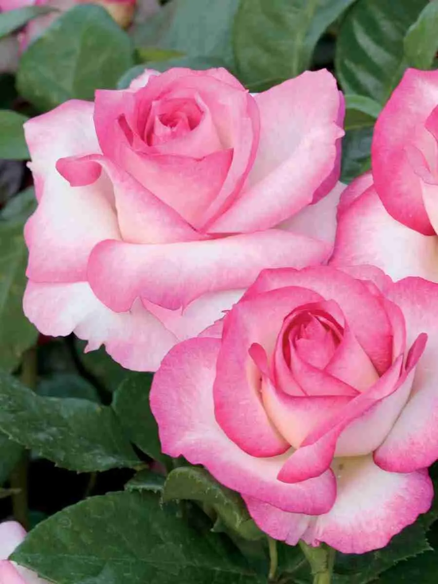 Грандифлора