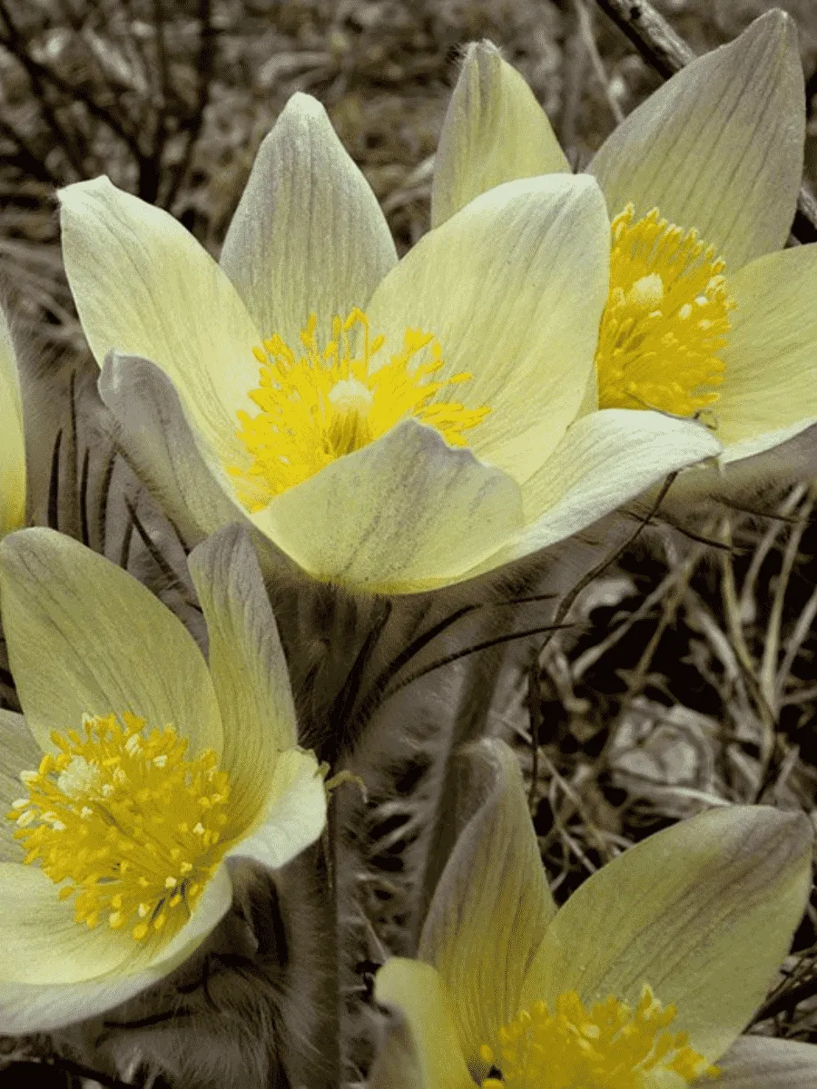 Прострел обыкновенный Bells White