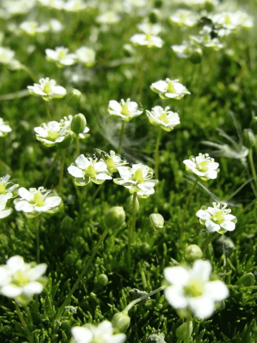 Мшанка шиловидная Supreme