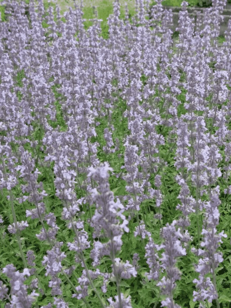 Котовник Фассена Gletschereis