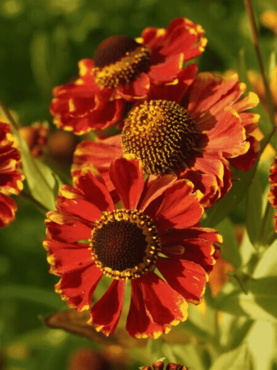 Гелениум осенний Rotgold