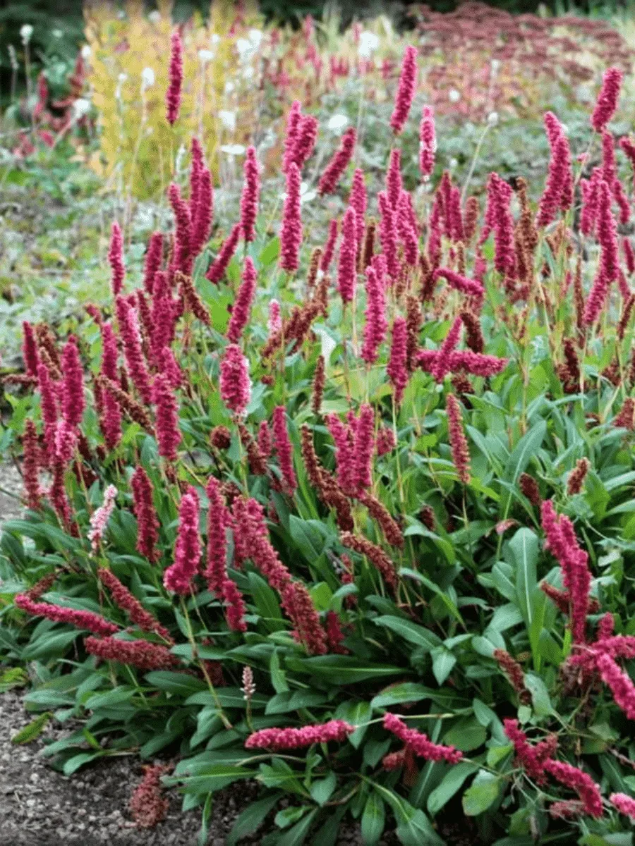 Горец родственный Superba (Dimity)