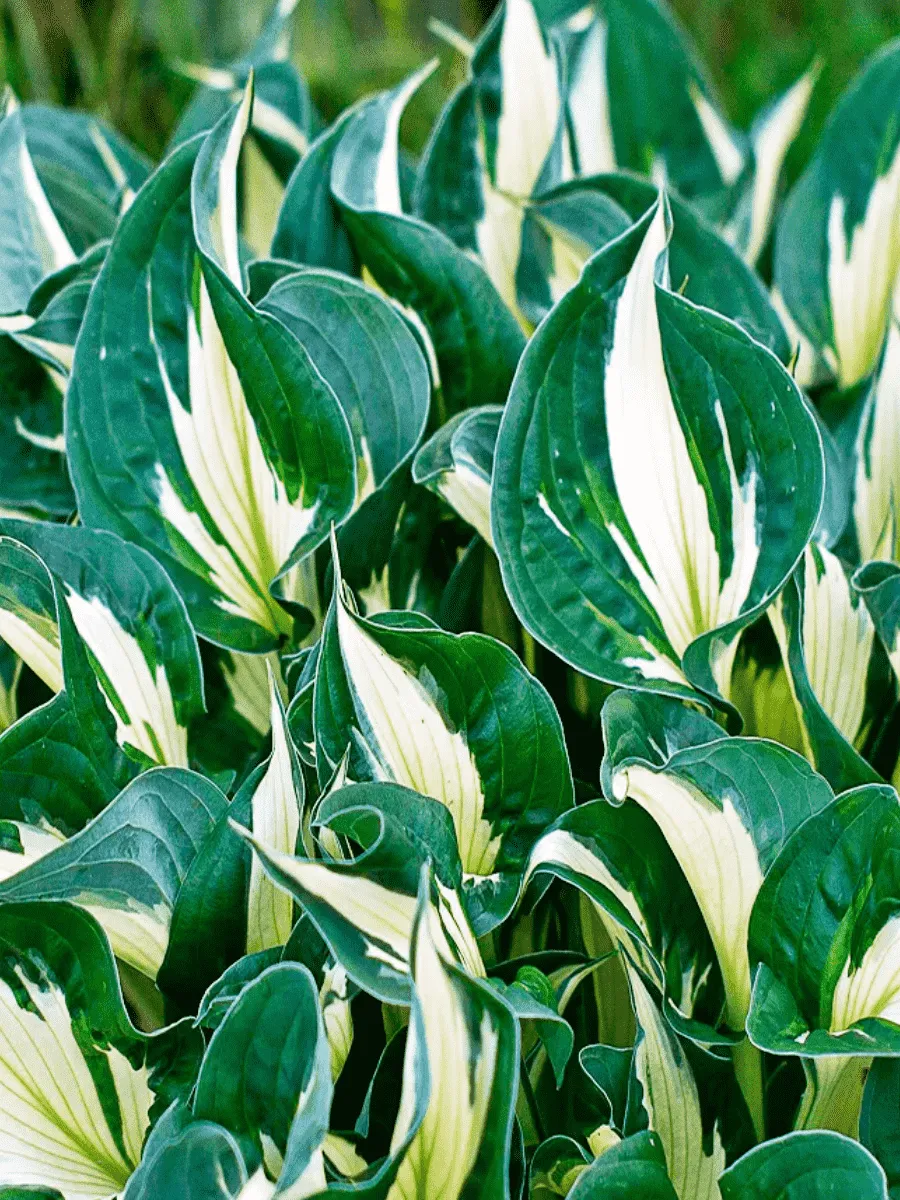 Хоста Whirlwind