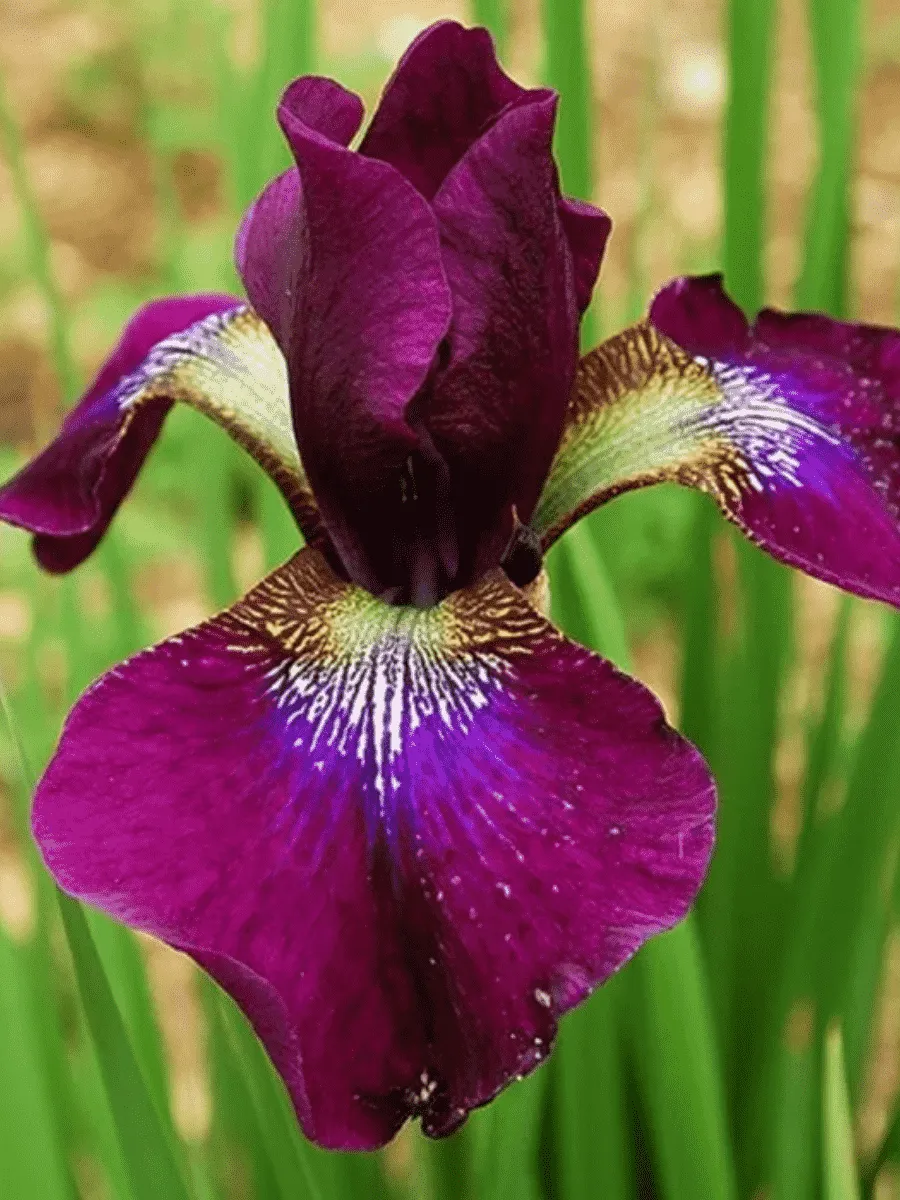 Ирис сибирский Hubbard