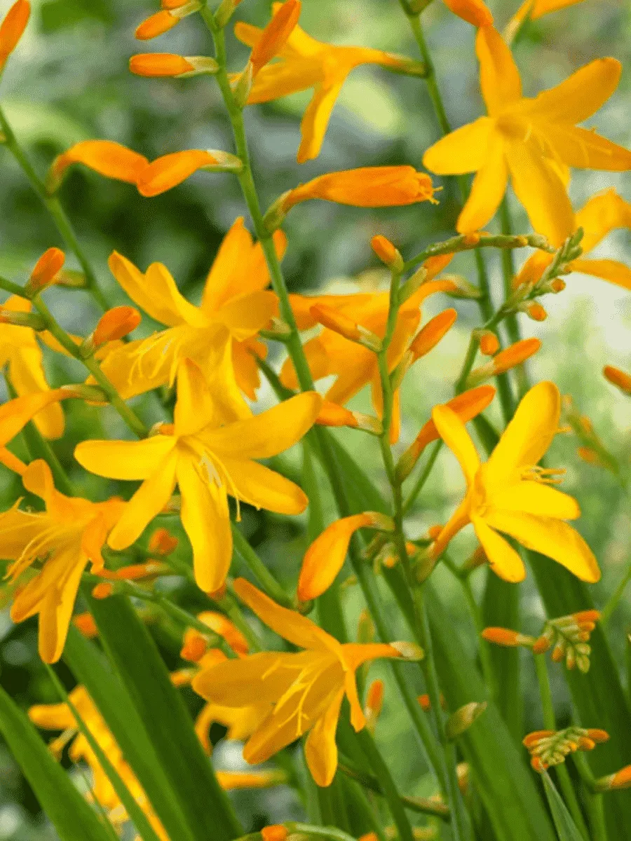 Крокосмия George Davison