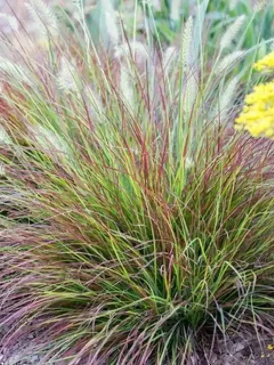 Пеннисетум лисохвостый Burgundy bunny