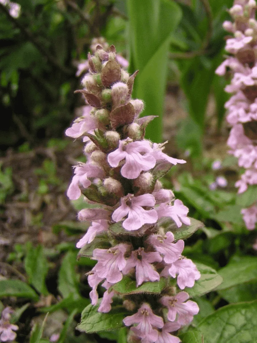 Живучка ползучая Rosea