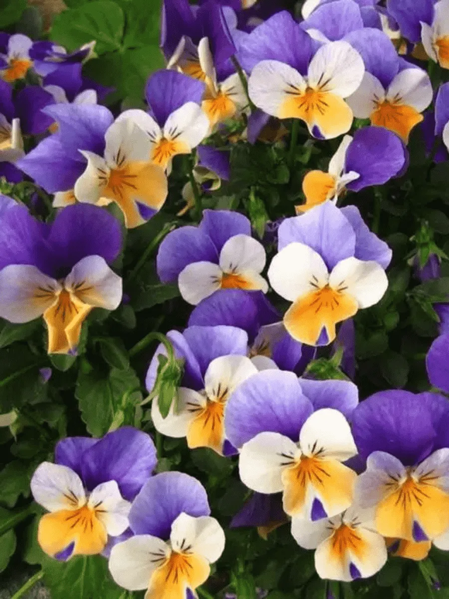 Виола рогатая Evo mini peach due