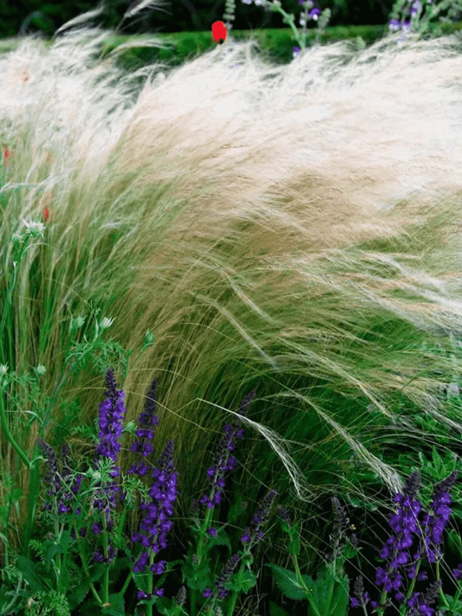 Ковыль тончайший Pony Tails