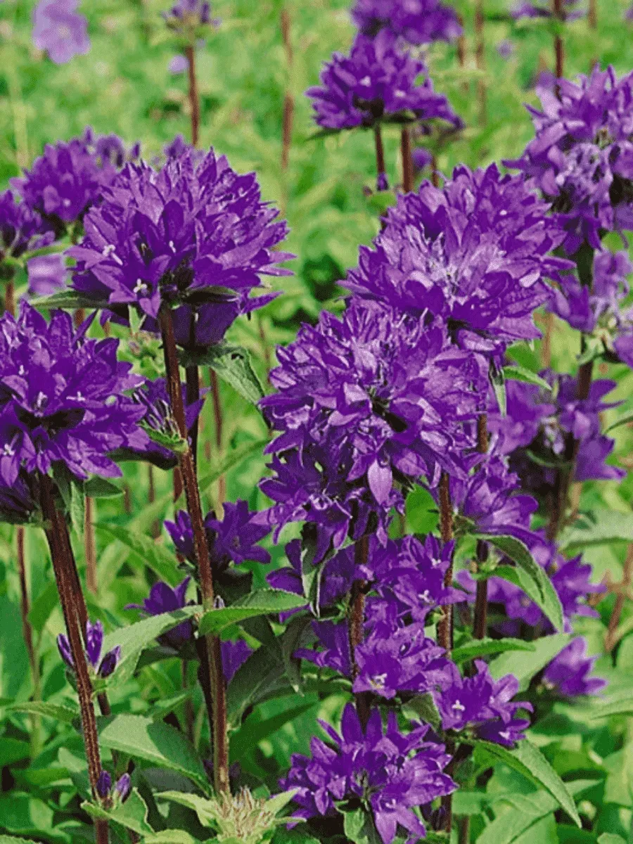 Колокольчик скученный Dahurica