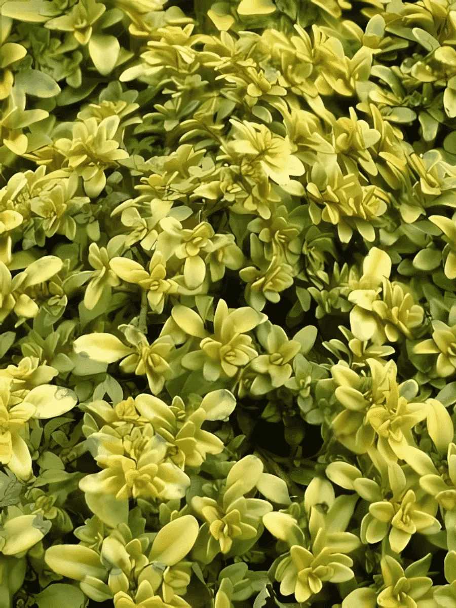 Тимьян лимоннопахнущий Bertrram Anderson