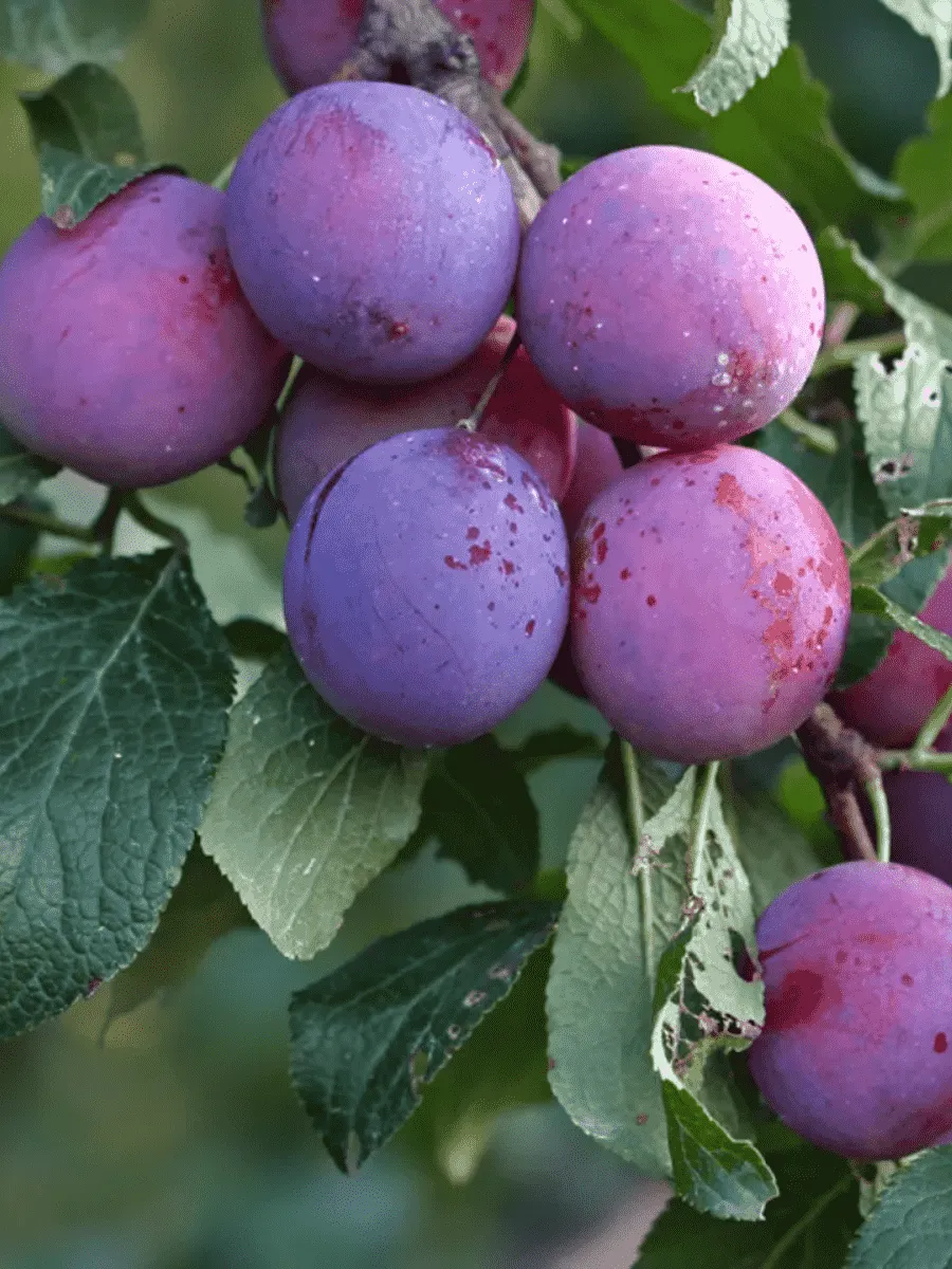 Слива домашняя Ренклод тамбовский