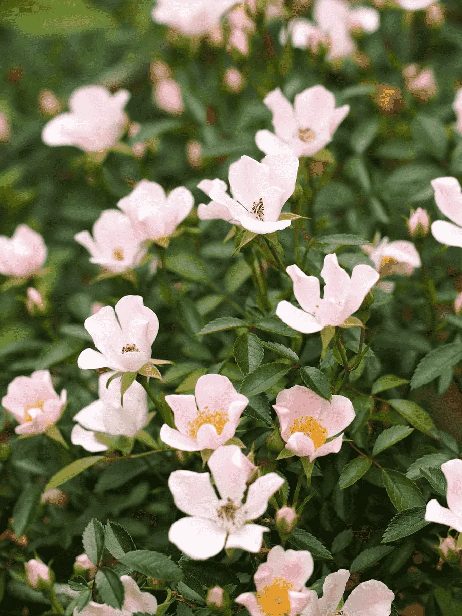 Роза почвопокровная Nozomi