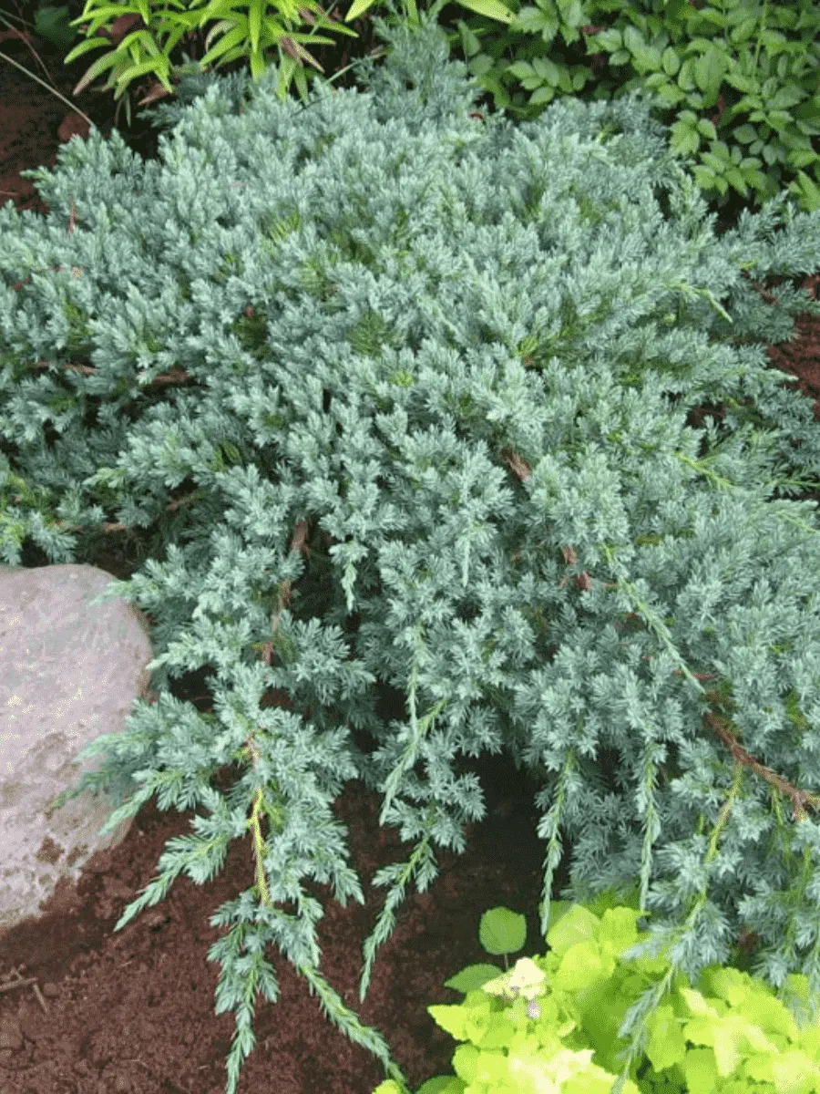 Можжевельник чешуйчатый Blue Carpet