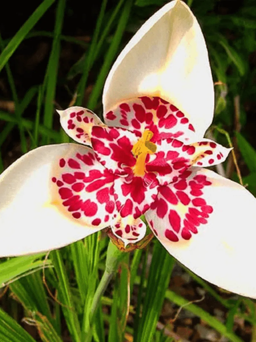 Тигридия White