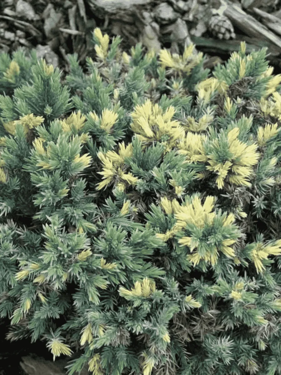 Можжевельник чешуйчатый Floriant