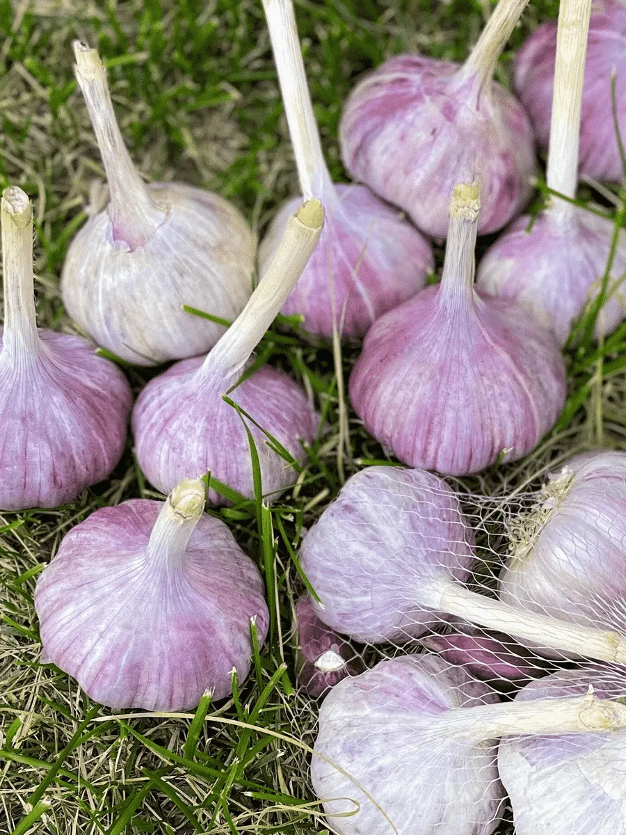 Чеснок Озимый Грибовский Юбилейный