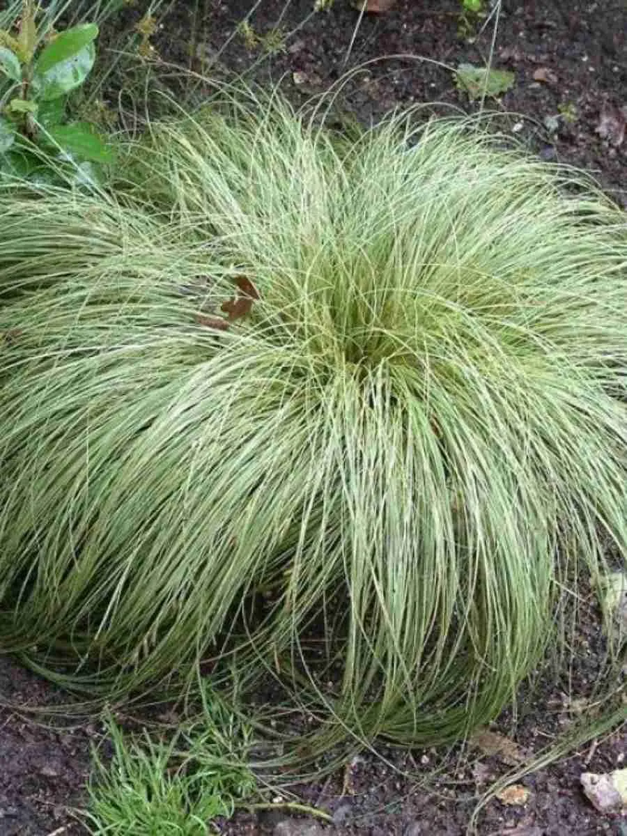 Осока власовидная Frosted Curls