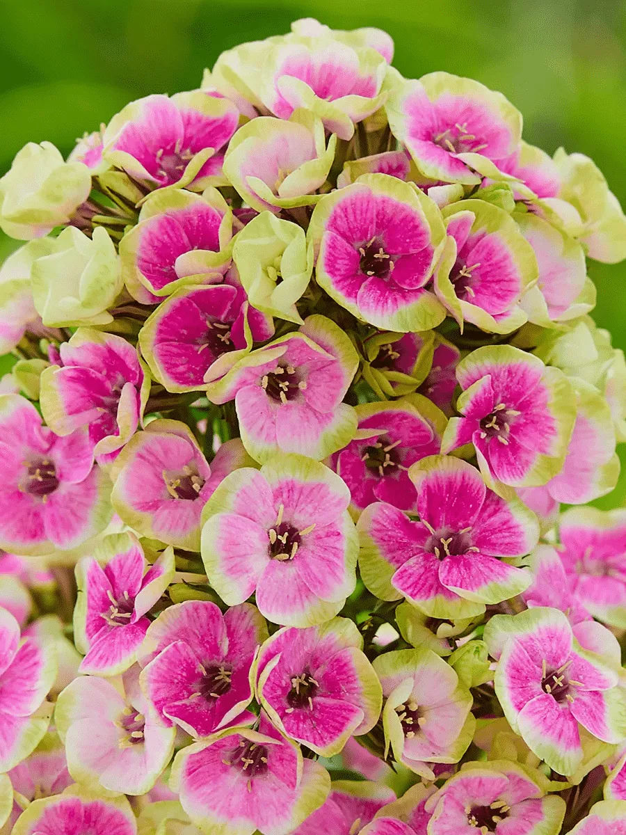 Флокс метельчатый Orchid Yellow