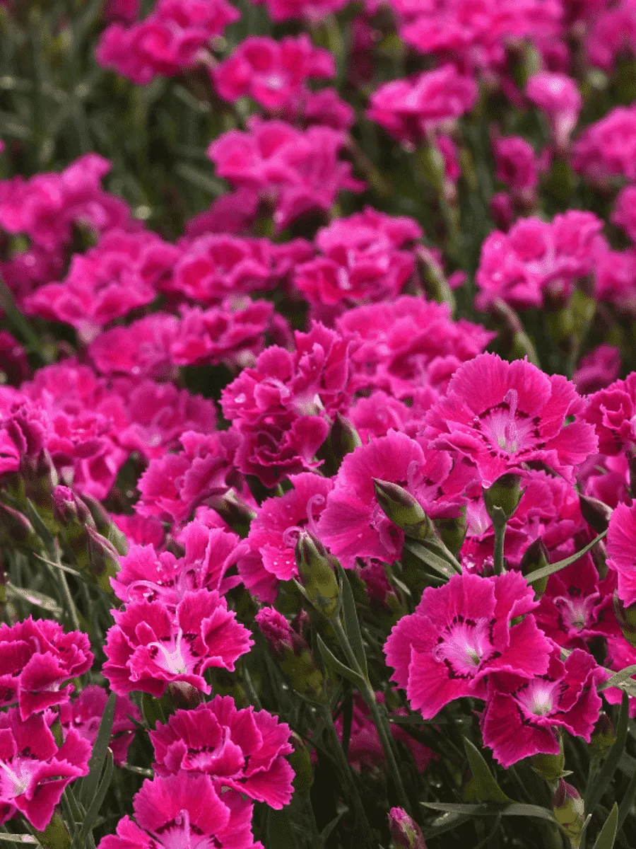 Гвоздика садовая Mountain Frost Collection Rose Bouquet