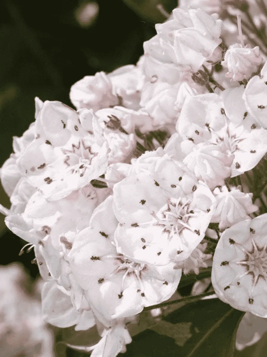 Кальмия широколистная Zebulon