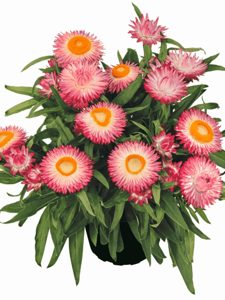 Брактеанта Crispy Pink