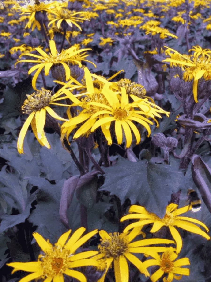 Бузульник гибридный Osiris Cafe Noir