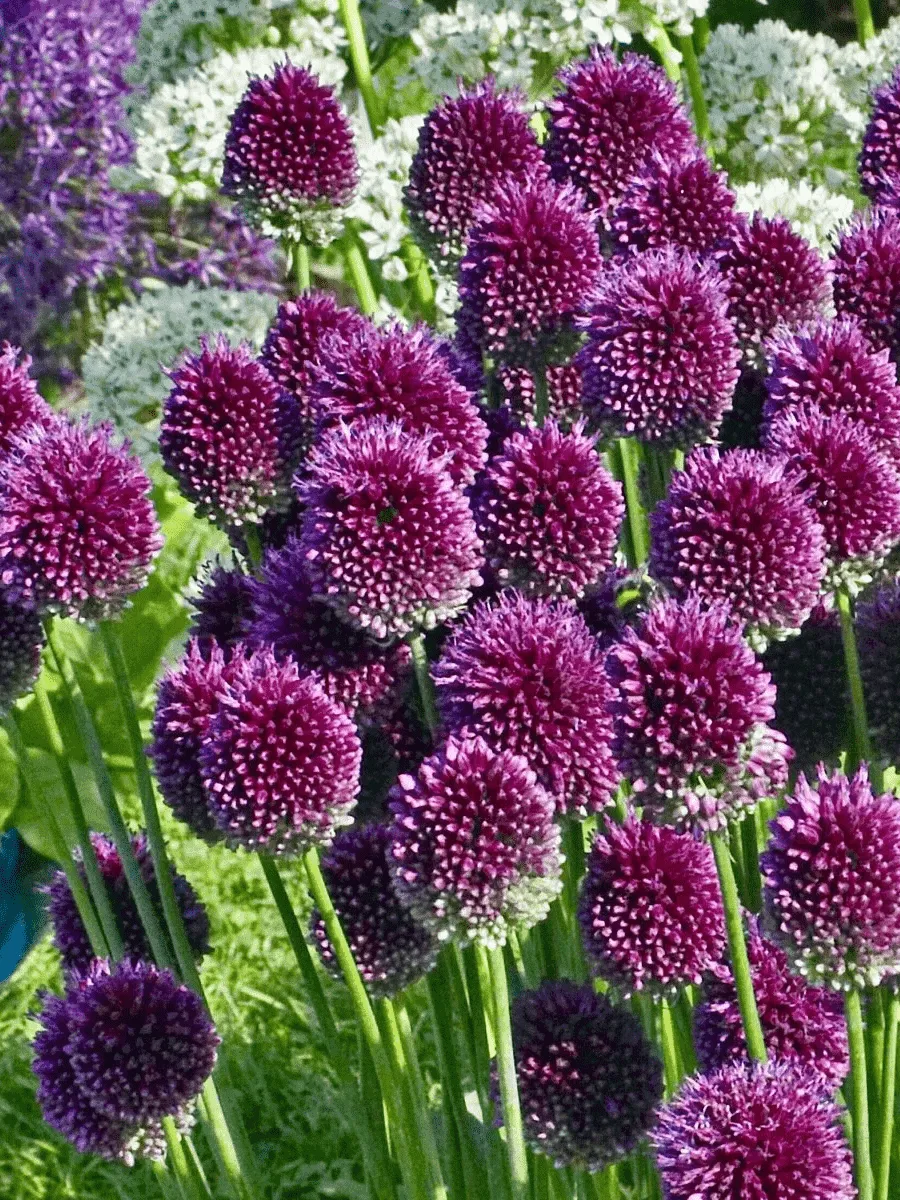 Лук декоративный Shpaerocephalon