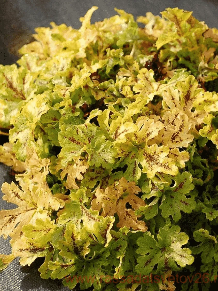 Гейхерелла Spicy Lime