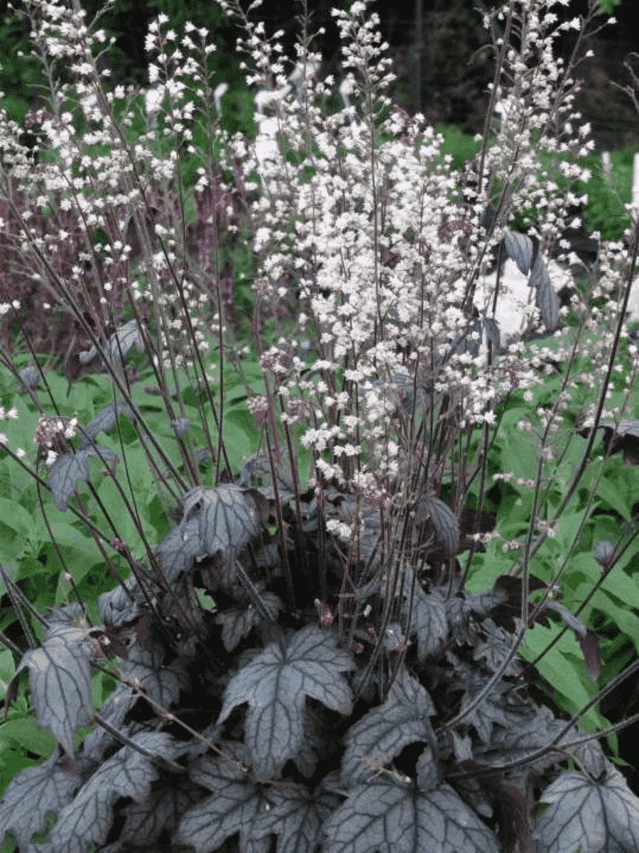 Гейхерелла Infinity